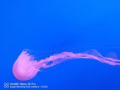 -海合安天津极地海洋公园