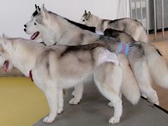 -Husky Go! 哈士奇体验馆·宠物咖啡厅狗咖