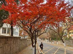 -八大关景区