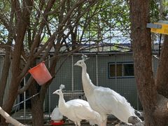 -哈密回王府景区