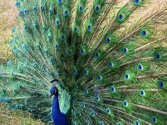 -北京麋鹿生态实验中心