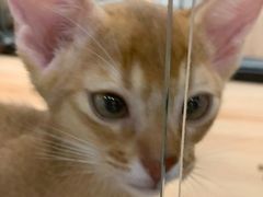 -袖虎·猫馆(体育西路店)