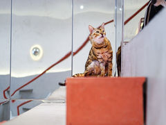 -猫友咖啡店(玉林西路店)