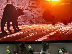 -BABIT巴比特宠物(MOMOPARK店)