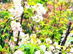 -静安公园(静安寺街道)