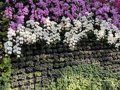 -石家庄市植物园