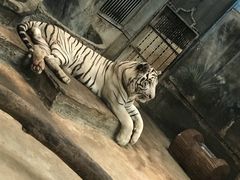 -清迈夜间动物园