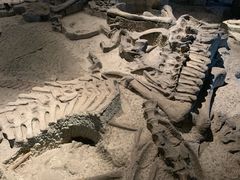 -自贡恐龙博物馆