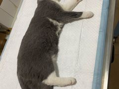 -灵美宠物诊所