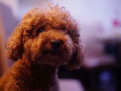 -彩虹桥宠物火化殡葬善终服务(金乐大厦店)