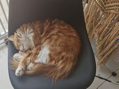 -平行世界·猫咖(首经贸店)