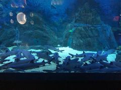 -烟台海昌鲸鲨海洋公园