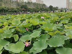 -前关湿地公园