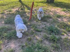 -爪吧宠物乐园 (温榆河示范区店)