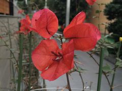 -北国之春国宴(乌兰察布店)