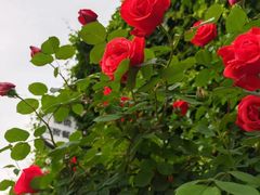 -元大都城垣遗址公园