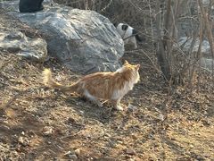 -北京西山国家森林公园