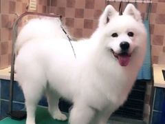 -我爱吾宠宠物美容院(朝阳路店)