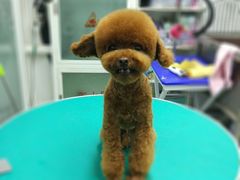 -达爱动物医院·犬猫分区·CT·复杂眼科(远洋山水分院)