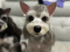-FAELING PETS美天灵宠物(合生汇店)