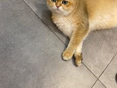 -飞行喵MR PILOT|猫舍·猫咖(静安大融城店)