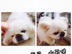 -瑞派动物医院·绝育·犬猫全科·预防医学(光景江南中店)