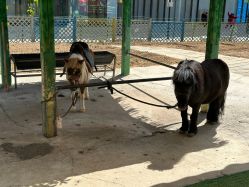 -萌宠亲子动物乐园(槐房万达店)