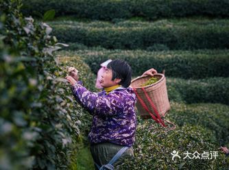 「梅家坞茶文化村」 第二次来梅家坞，中了“小草”的毒