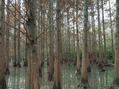 -桤木河湿地公园