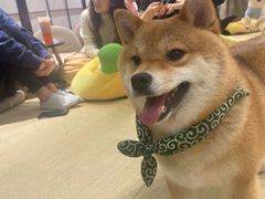 -逗柴咖啡屋·狗咖猫咖宠物桌游