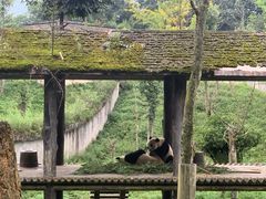 -中国大熊猫保护研究中心雅安碧峰峡基地