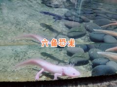 -青青世界