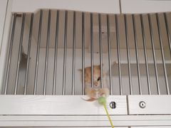 -东方名猫馆·英短金渐层布偶猫舍(环线广场1号楼店)