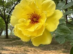 -海棠花溪(元大都城垣遗址公园)
