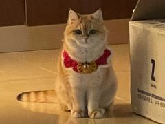 -宠爱国际动物医院· 猫科· 外科·中兽医(长白店)