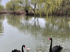 -长兴太湖图影湿地文化园