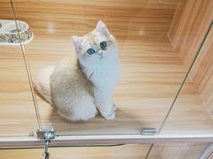 -猫十亿·布偶金渐层·曼基康矮脚猫舍(青年路店)