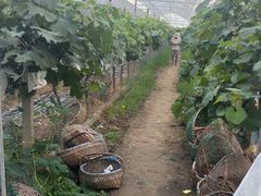 -马陆小张葡萄园农家乐