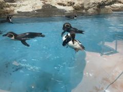 -帝企鹅自助餐厅•儿童岛•真企鹅(长隆企鹅酒店)