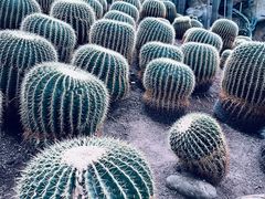 -南山植物园