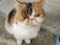 -猫岛主趣味餐厅(鼓浪屿店)