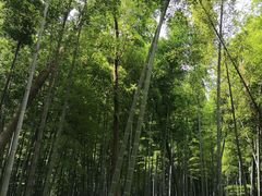 -同里国家湿地公园