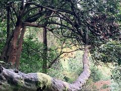 -杭州西湖风景名胜区-三生石