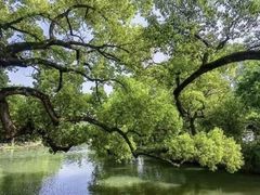 -西溪国家湿地公园