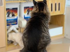 -鼓捣猫呢主题猫咖店