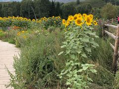 -喀纳斯禾木山庄
