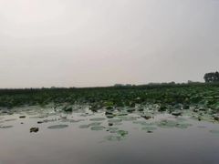 -白洋淀景区