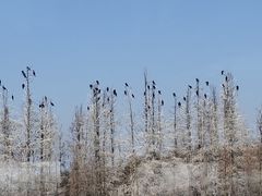 -东湖落雁景区