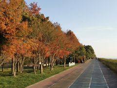 -贡湖湾湿地公园