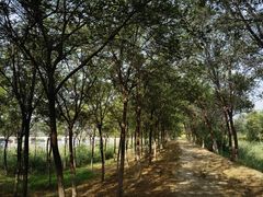 -西青郊野公园